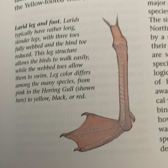National Audubon society guide for birds. - Picture 4 of 4
